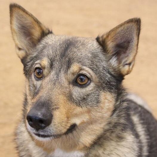 Vallhund dog 2024